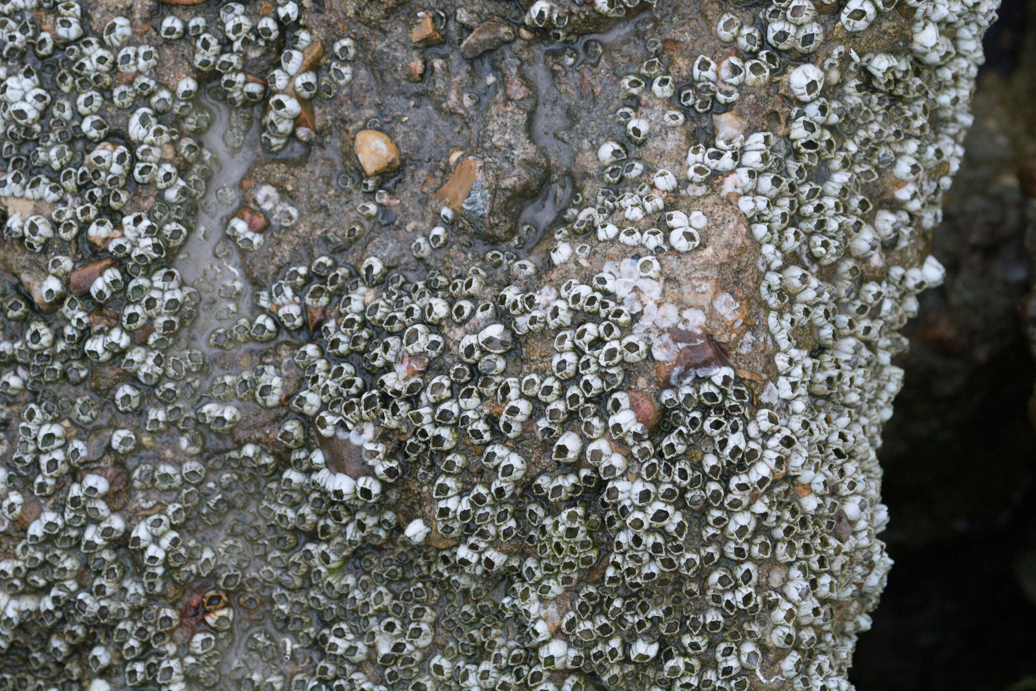 Image of bay barnacle