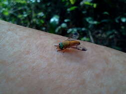 Image of Yellow Fly of the Dismal Swamp