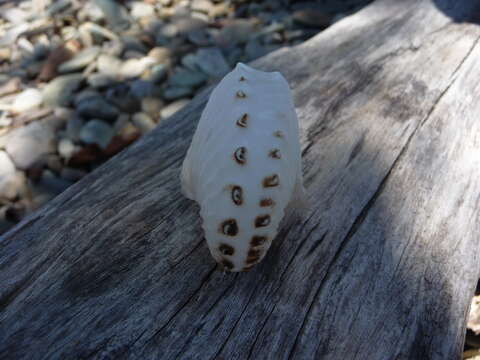 Image of rough-keeled argonaut