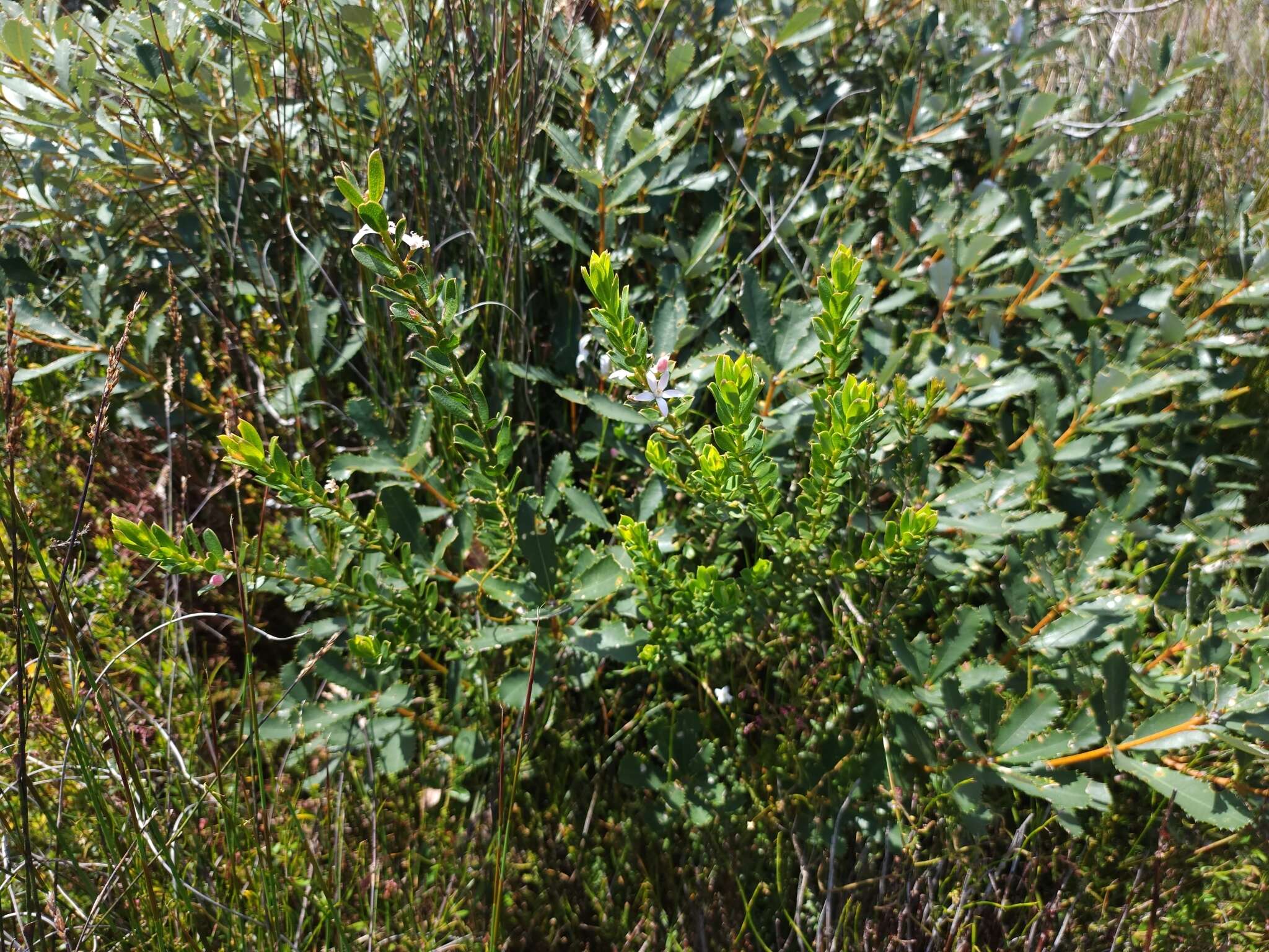 Image of Philotheca buxifolia subsp. buxifolia