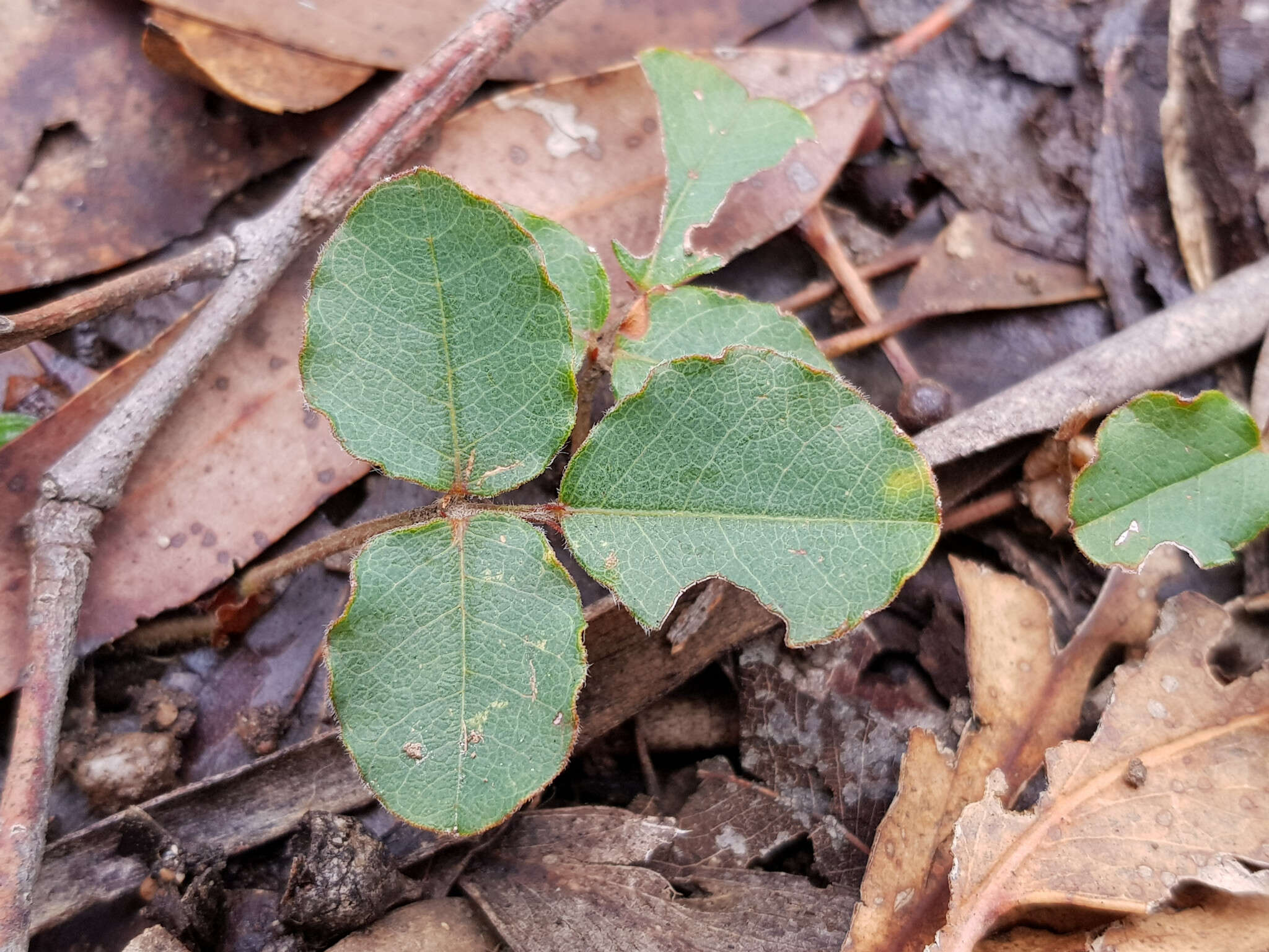 Plancia ëd Kennedia prostrata R. Br.