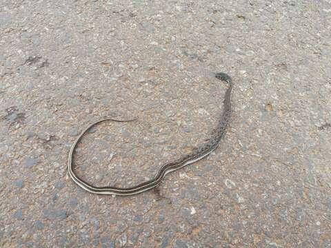 Image of buff striped keelback