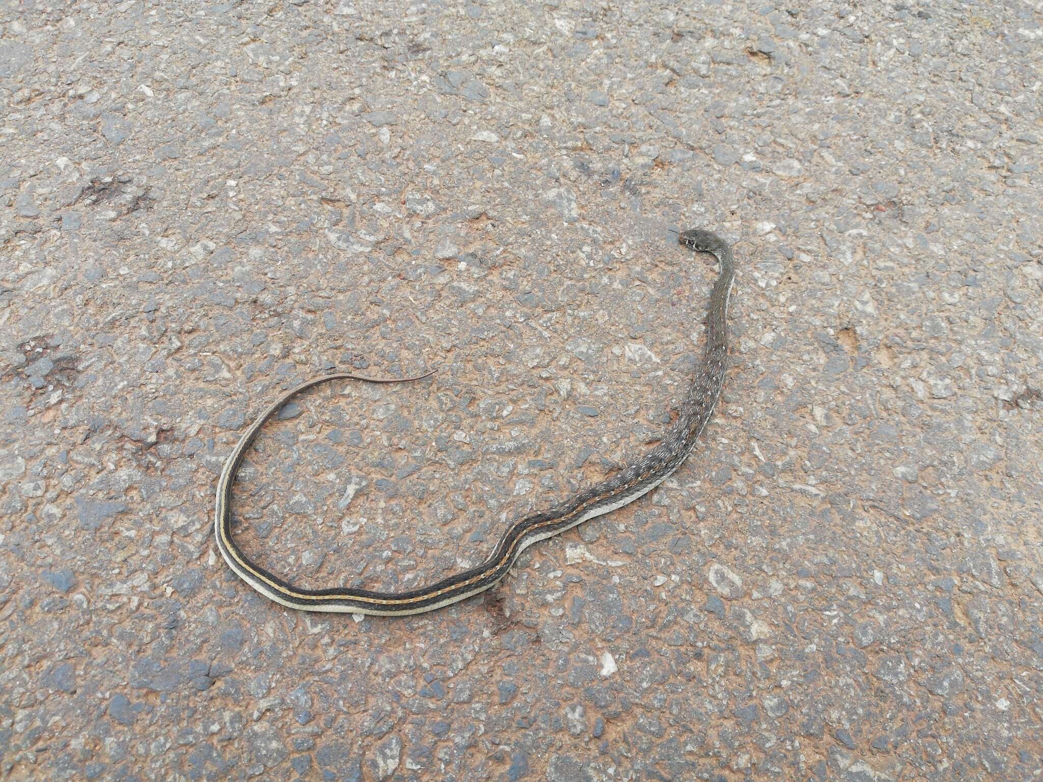 Image of buff striped keelback