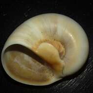 Image of Josephine's moonsnail