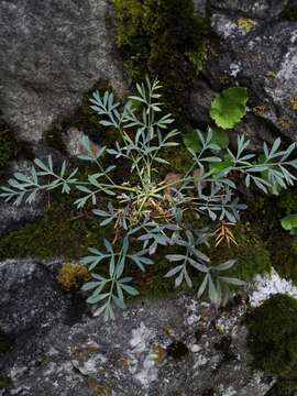 Image of Hippomarathrum petraeum (M. Bieb.) Link