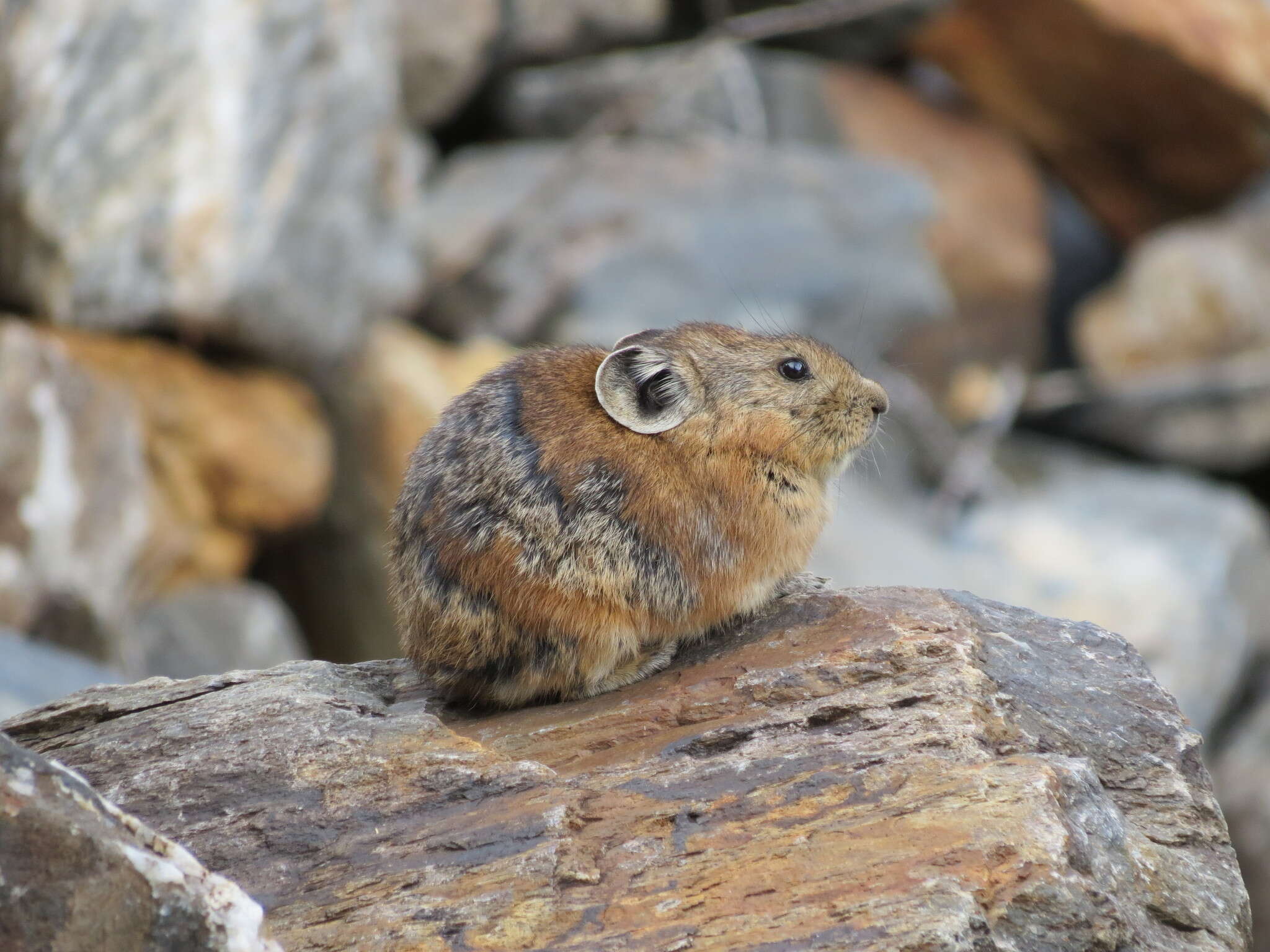 Image of Alpine Pika