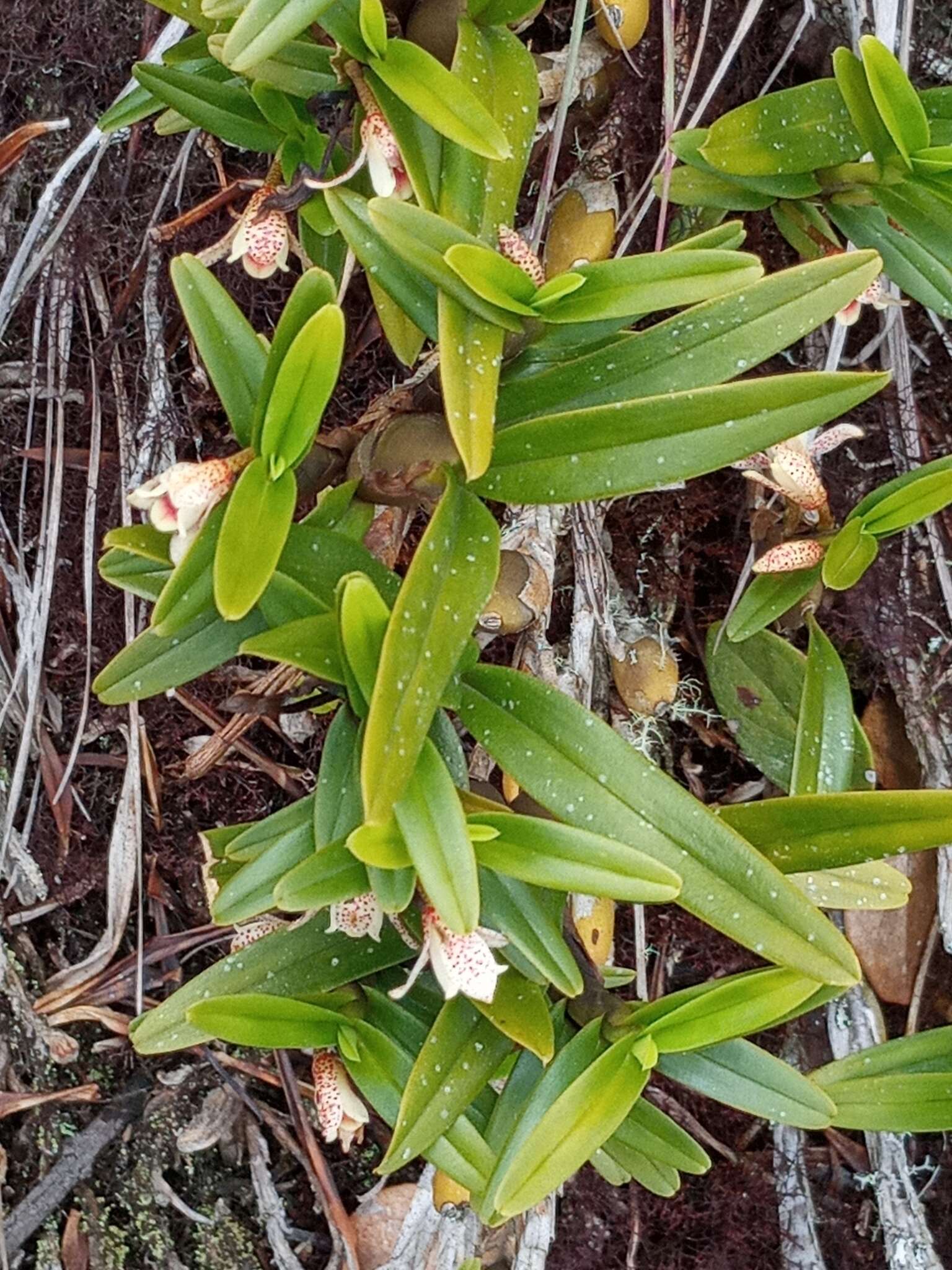 Image of Maxillaria arbuscula Rchb. fil.