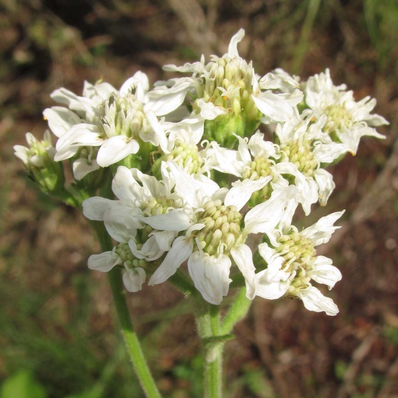 Image of Texas crownbeard