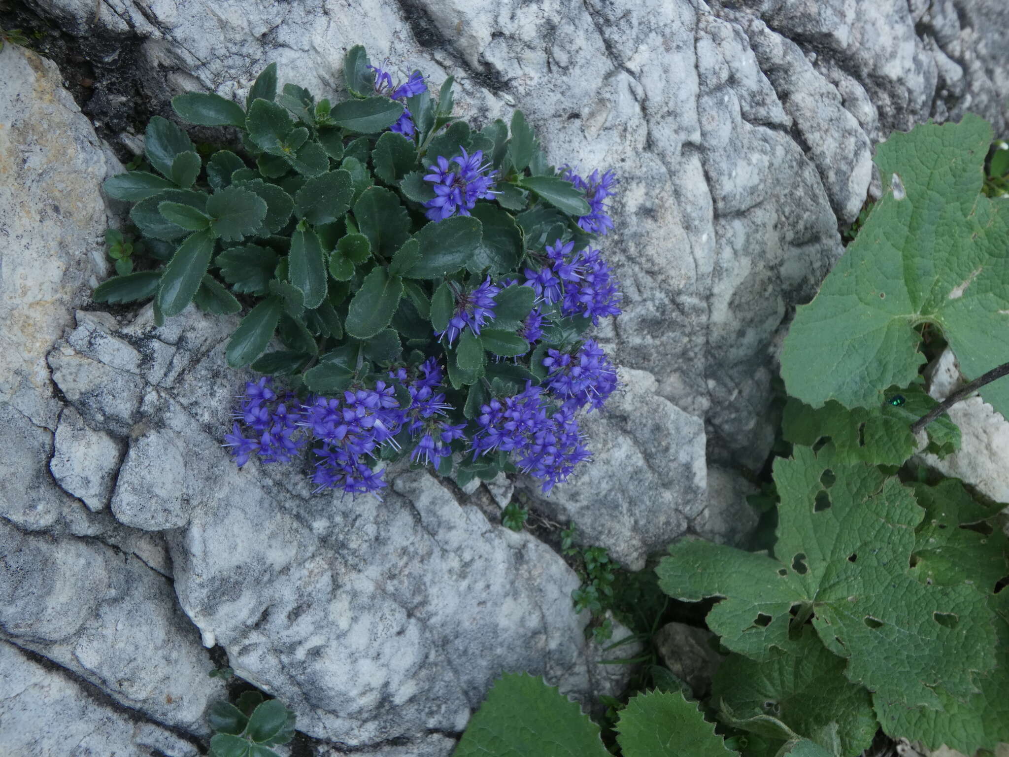 Image de Paederota bonarota (L.) L.