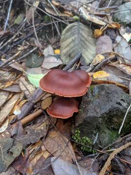 Image of Cortinarius californicus A. H. Sm. 1939