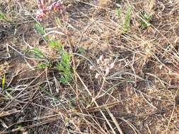 Image of Asclepias fournieri R. E. Woodson