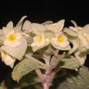 Image of Lippia mexicana G. L. Nesom