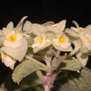 Image de Lippia mexicana G. L. Nesom