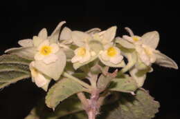 Image of Lippia mexicana G. L. Nesom