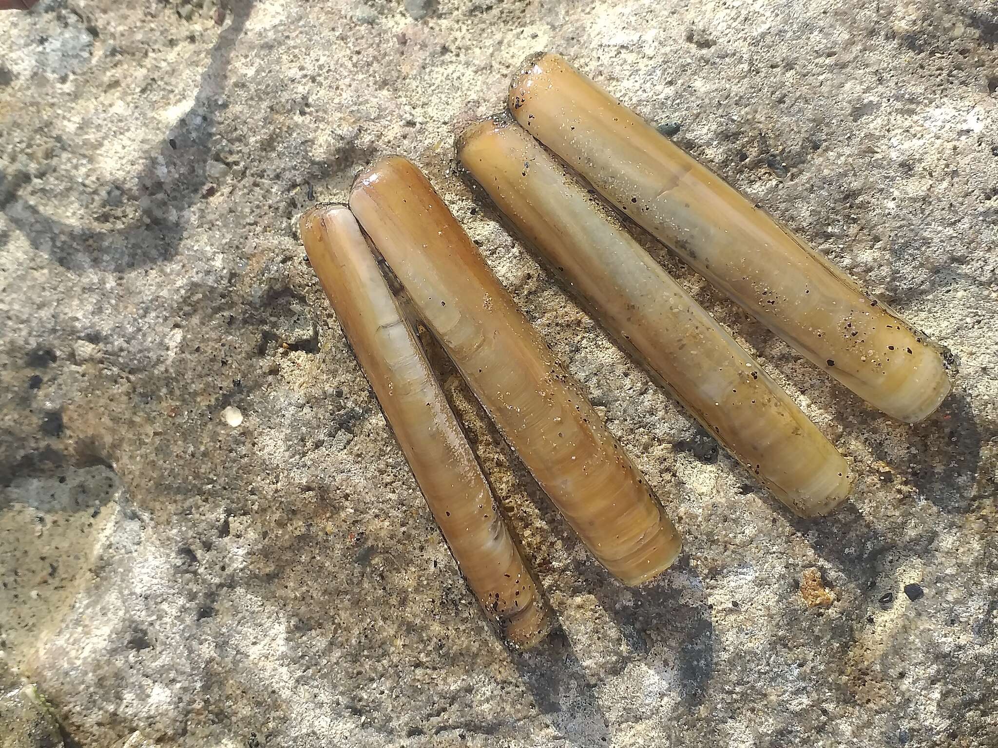 Image of Grooved Razor Shell