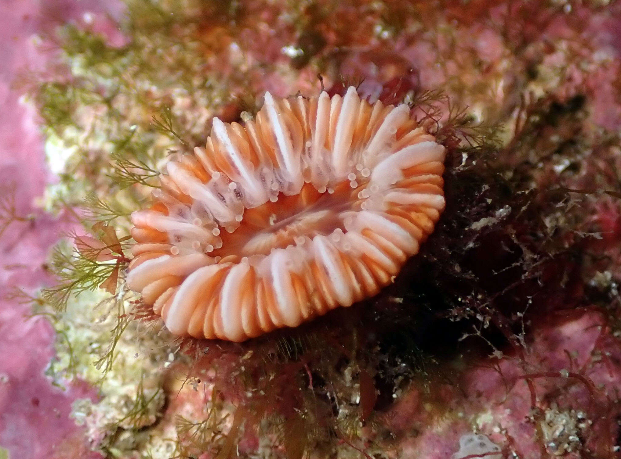 Caryophyllia subgen. Caryophyllia Lamarck 1801 resmi