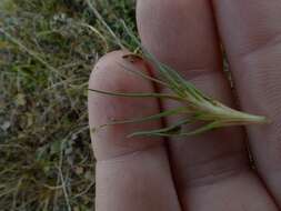 Sivun Oreobolus pectinatus Hook. fil. kuva