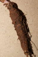 Image of Astomaea seselifolium DC.