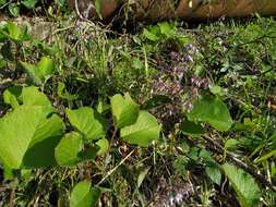 Слика од Trachystemon orientalis (L.) G. Don