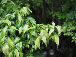 Image of Symplocos myrtacea Sieb. & Zucc.