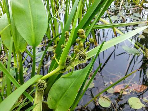 Image of Branched Bur-reed