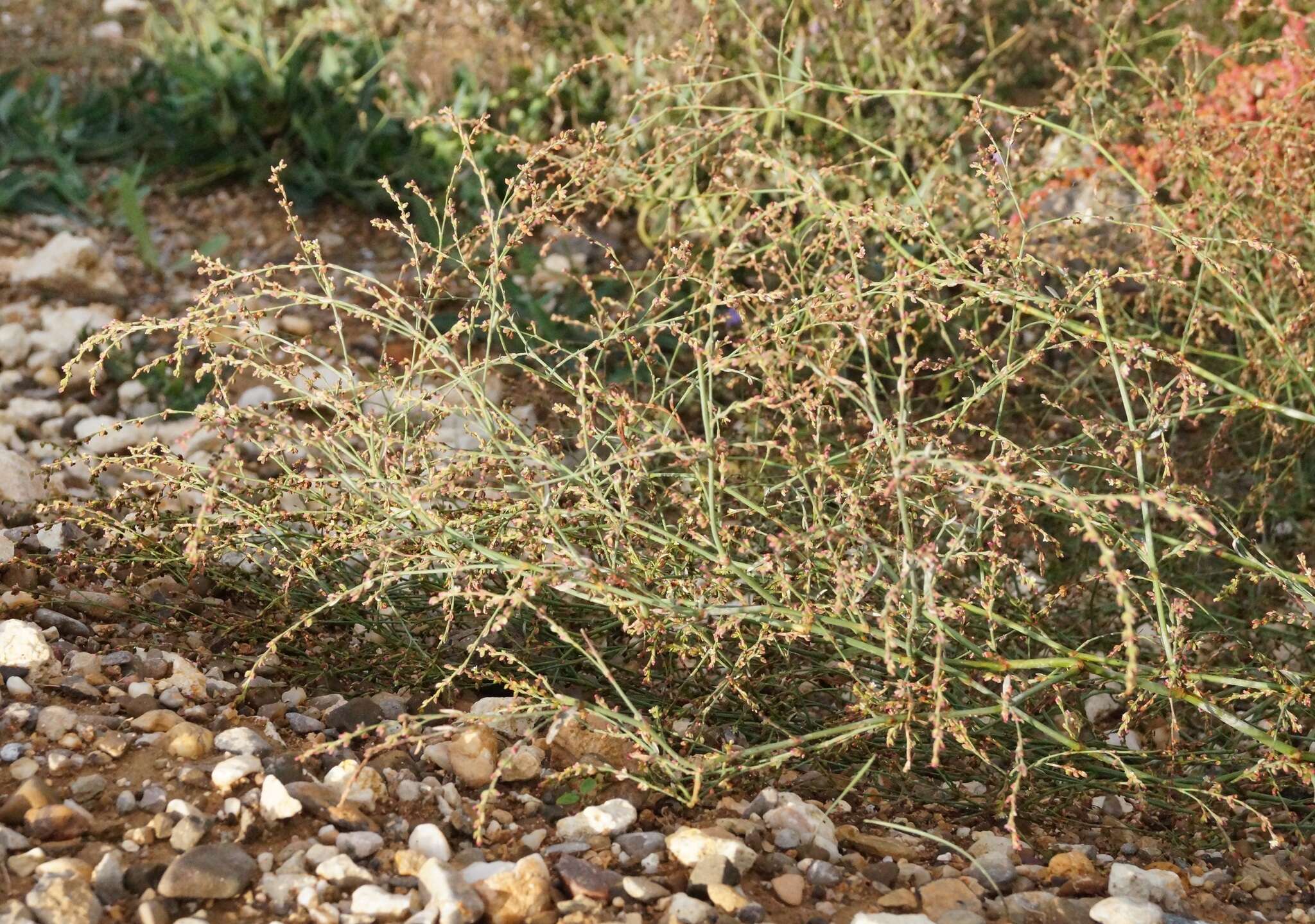 Image of Bellard's smartweed