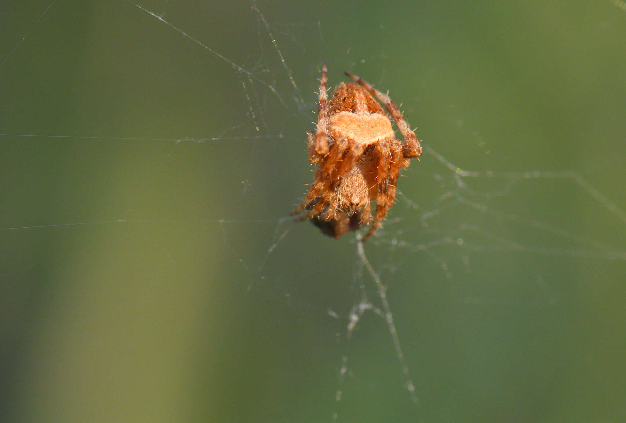 Image of Neoscona subfusca (C. L. Koch 1837)