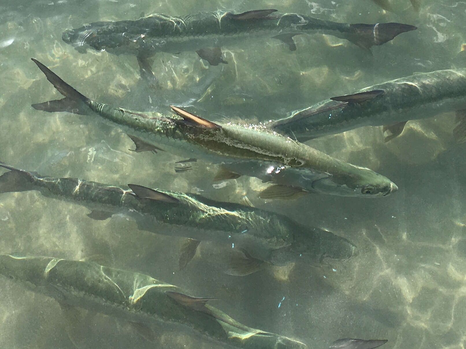 Image of tarpons