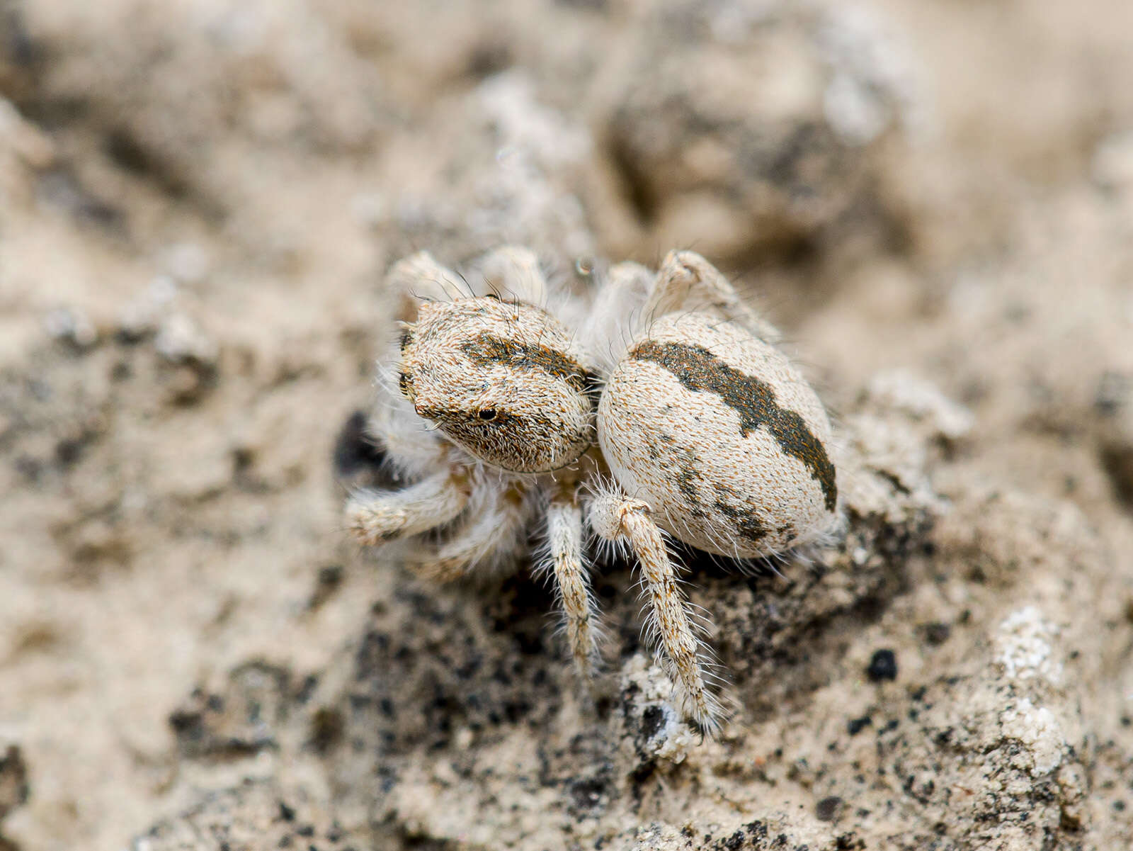 Image of Pseudomogrus guseinovi (Logunov & Marusik 2003)