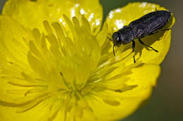 Image of Anthaxia sepulchralis (Fabricius 1801)