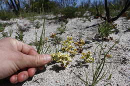 Crassula filiformis (Eckl. & Zeyh.) Dietr. resmi