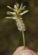 Image of Ptilotus fusiformis (R. Br.) Poir.