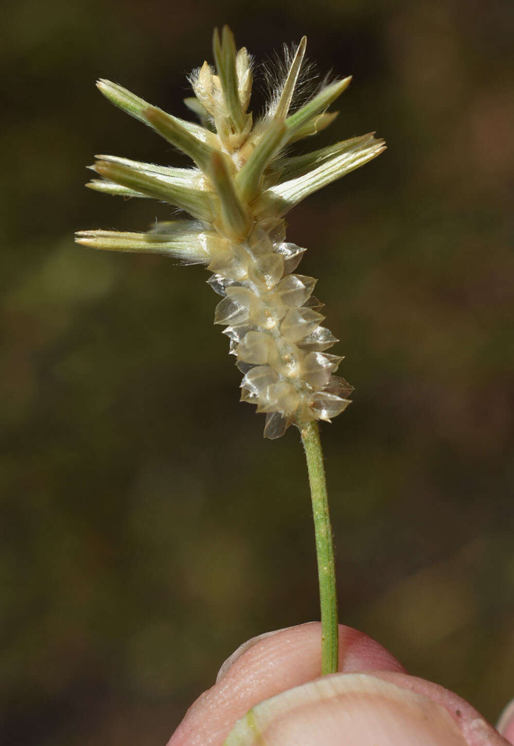 Image of Ptilotus fusiformis (R. Br.) Poir.