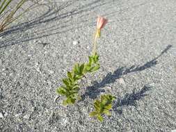 Image of seabeach evening primrose