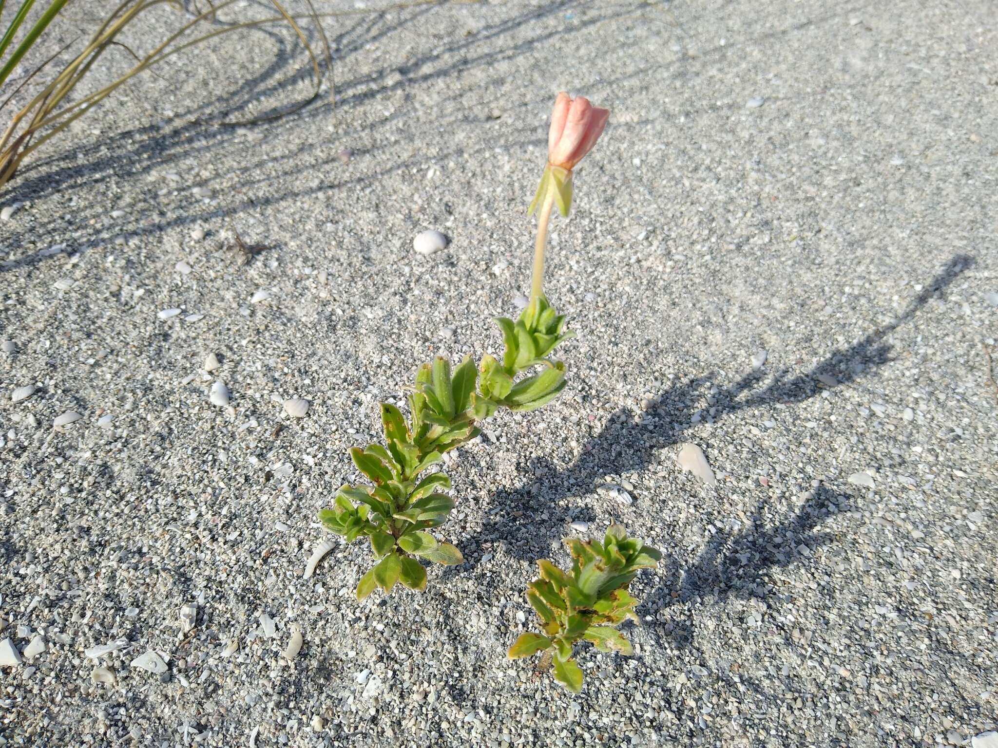 Oenothera humifusa Nutt. resmi