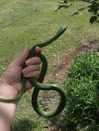 Image of Eastern Green Snake