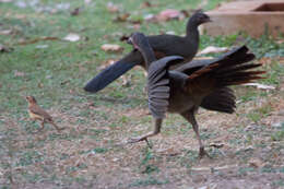 Image of Chaco Chachalaca