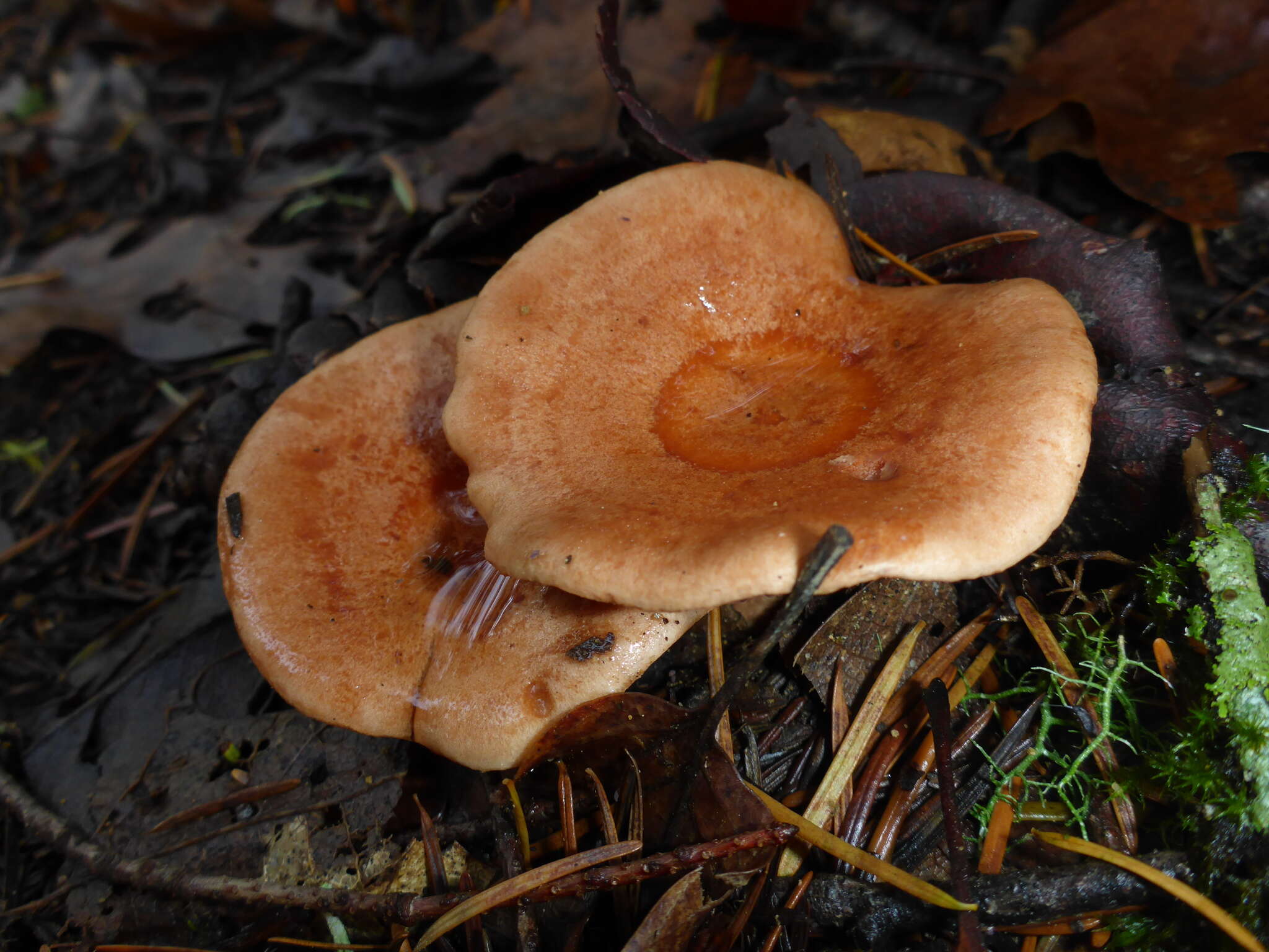 Image of Lactarius xanthogalactus Peck 1907