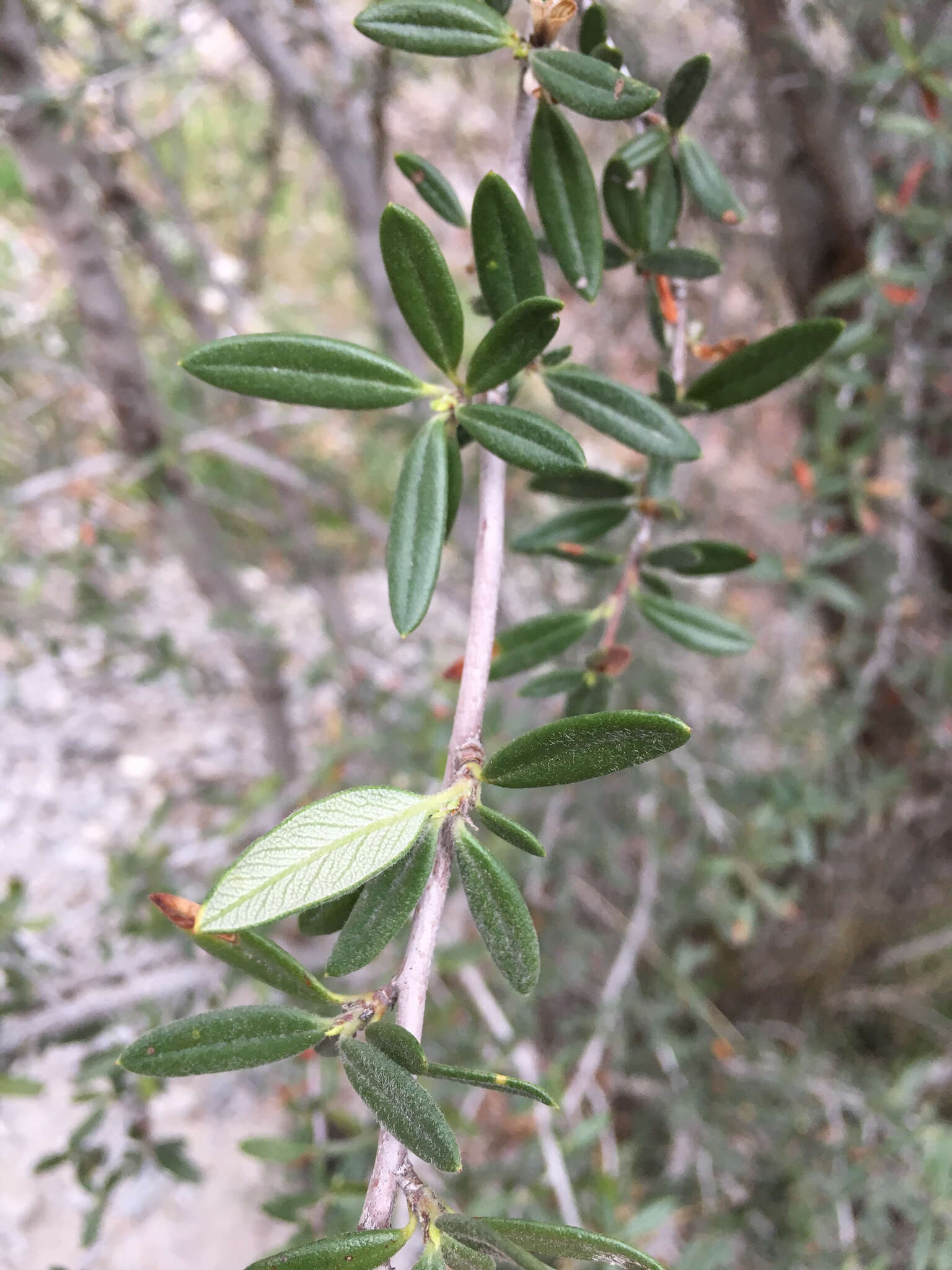 Plancia ëd Cercocarpus ledifolius Nutt.