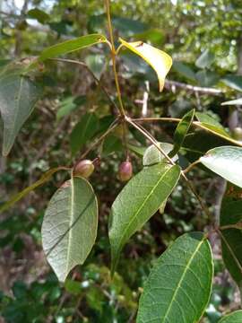 Imagem de Commiphora marchandii Engl.