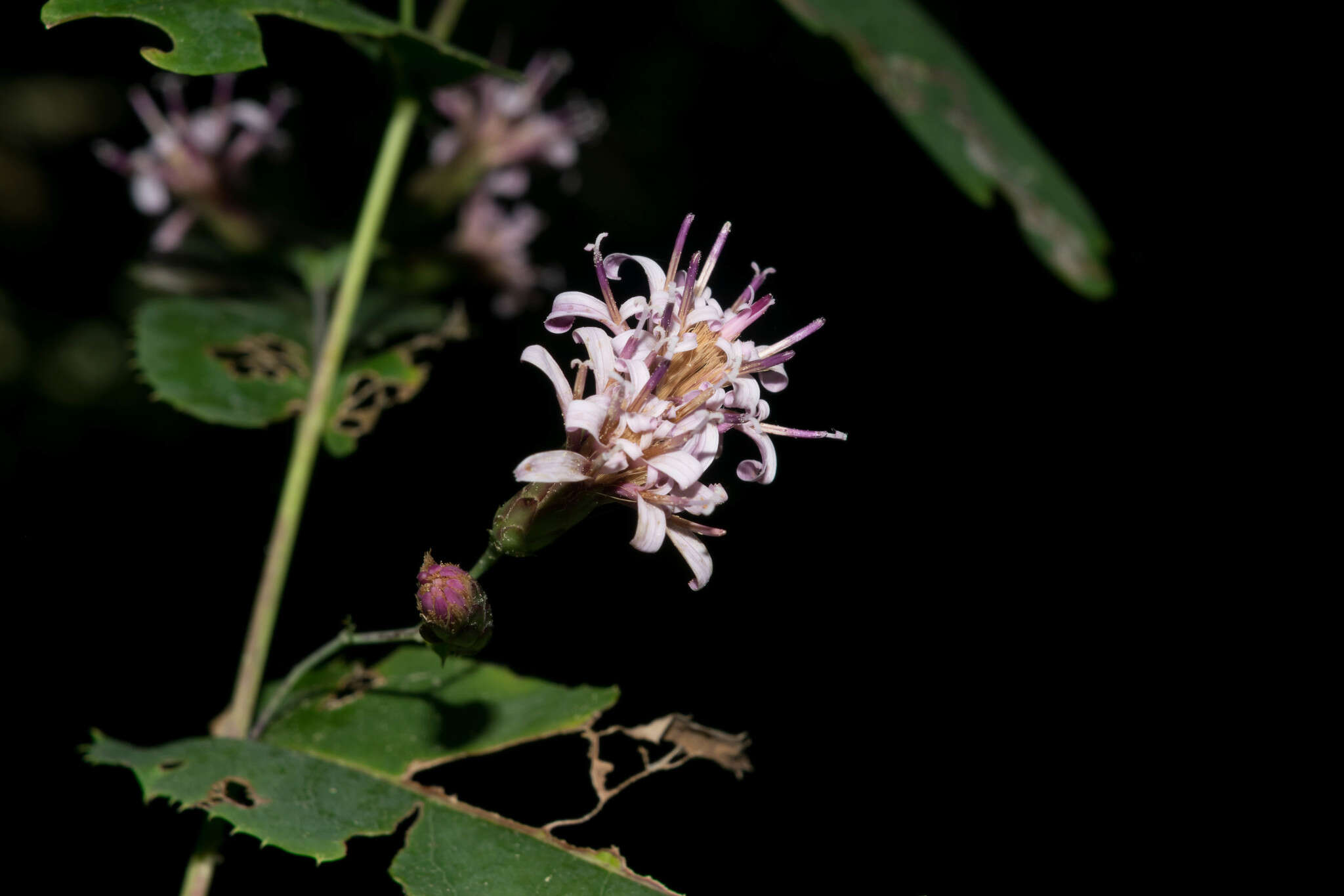 Image of Acourtia patens (A. Gray) Reveal & R. M. King