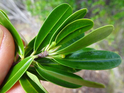 Image of Erythroxylum novocaledonicum O. E. Schulz