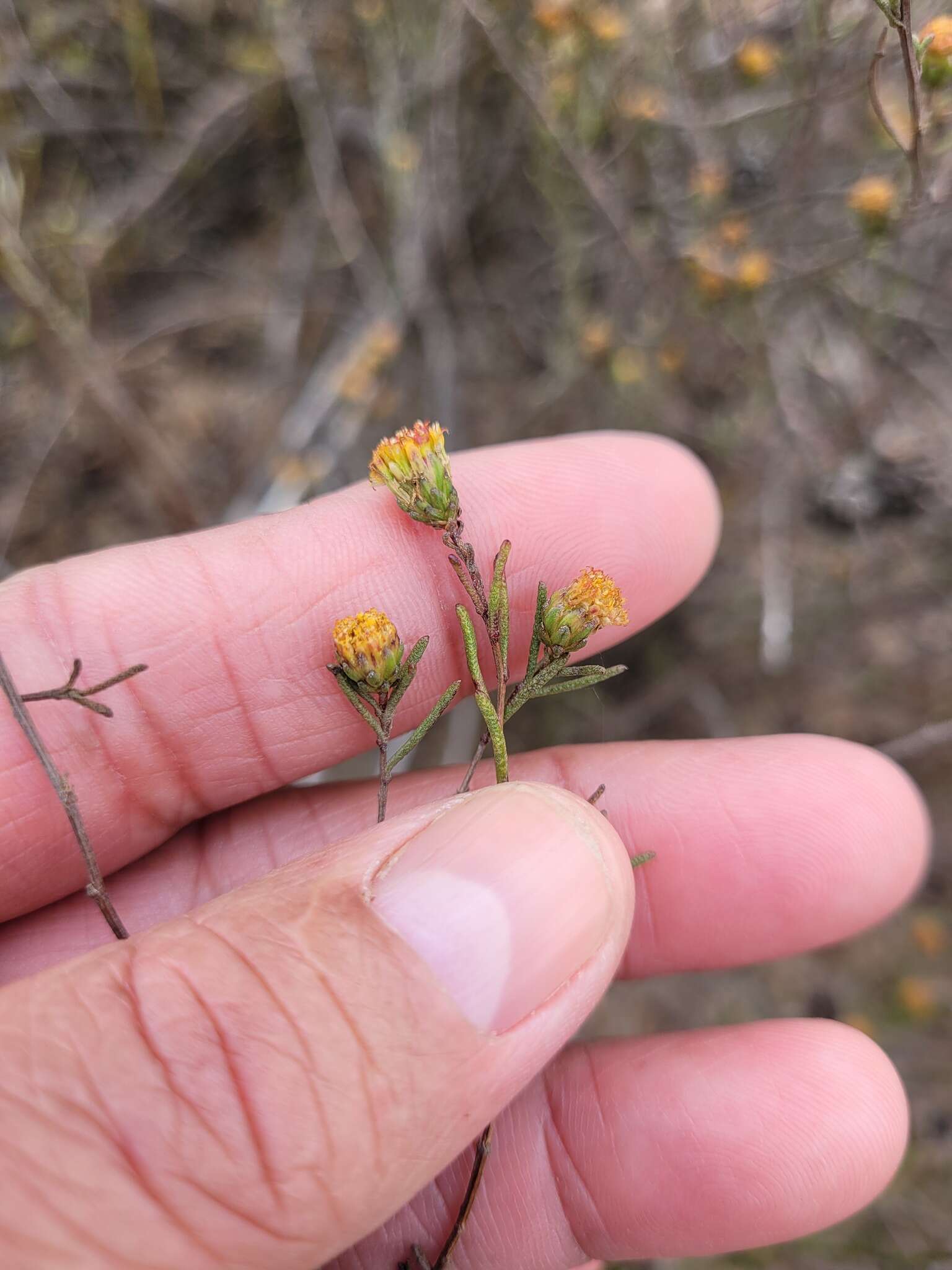 Imagem de Marasmodes defoliata S. Ortiz