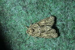 Image of Cryphia (Cryphia) fraudatricula (Hübner)