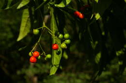 Image of Lesser quinine-tree