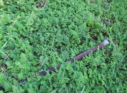 Image de Cheilanthes capensis (Thunb.) Sw.