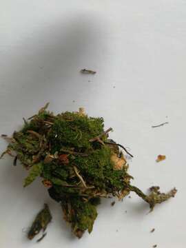 Image of montane dicranum moss