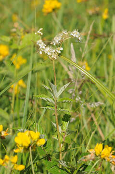 Plancia ëd Filipendula ulmaria (L.) Maxim.