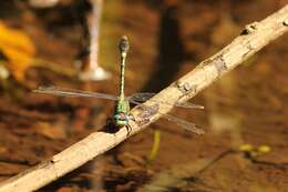 Image of Erpetogomphus boa Selys 1859