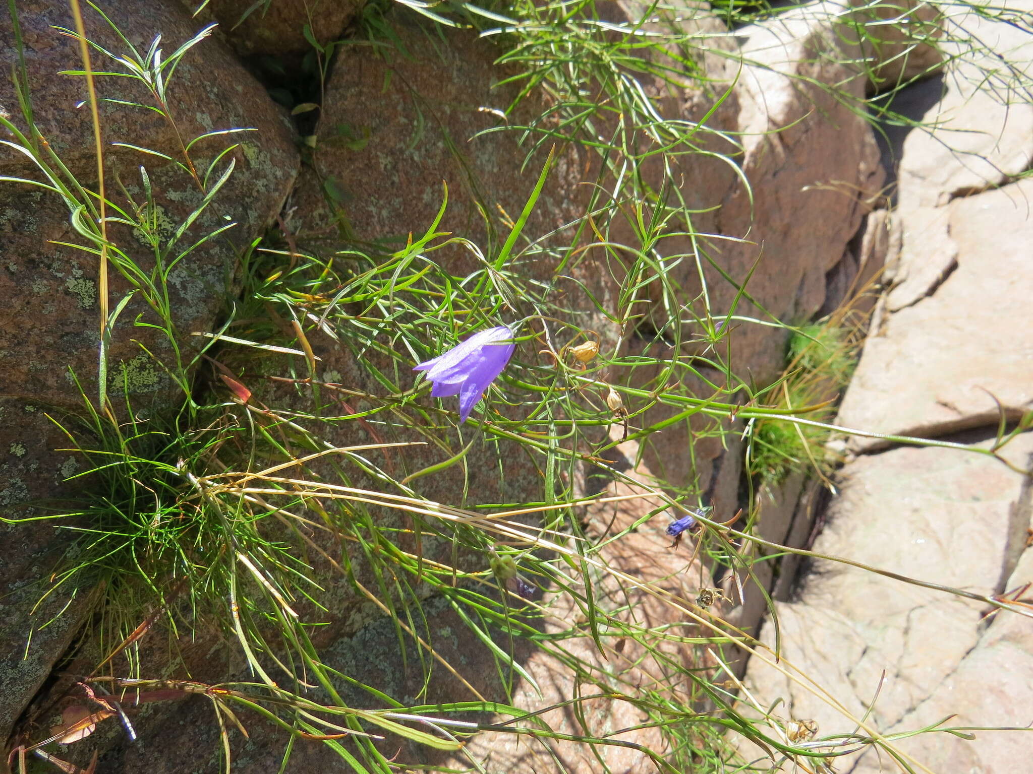 Image of Campanula intercedens Witasek